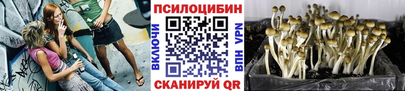 Псилоцибиновые грибы Cubensis  Купить  Чита 